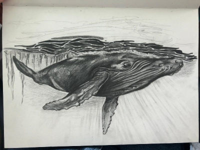 Drawing of a blue whale from a scientist onboard SO292/2