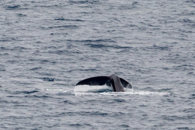 Whale tale spotted from RV Sonne
