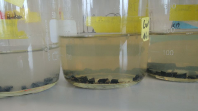 White microbial mats settled on the asphalt pieces in artificial seawater after only a few days. Photo: MARUM - Center for Marine Environmental Sciences, University of Bremen; J. Brünjes
