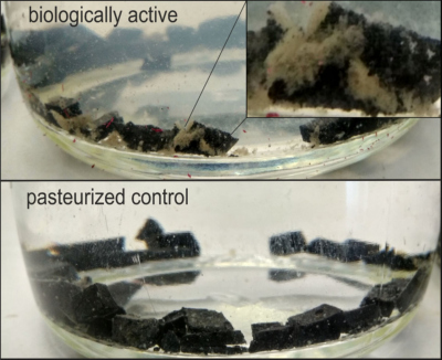 The figure shows asphalt pieces in artificial seawater. White microbial mats colonized on the asphalt within just a few days and the water became turbid. This was not observed in a control setup, where microbial activity was suppressed. Photo: MARUM – Center for Marine Environmental Sciences, University of Bremen; J. Brünjes