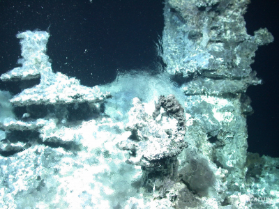 The most beautiful hydrothermal vent of the MSM109 expedition consisted of several chimneys and flanges, and the outflowing fluid shimmered everywhere. The complex structure was given the name Yggdrasil hydrothermal vent, the name for the tree of life in Norse mythology. Photo: MARUM – Center for Marine Environmental Sciences, University of Bremen