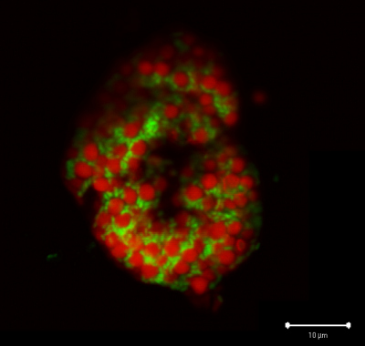 Fluorescence micrograph of ANME archaea (red) and partner bacteria (green)