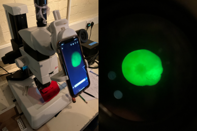 microscope with a mobile phone attached to it; the screen shows a right green dot on a black background