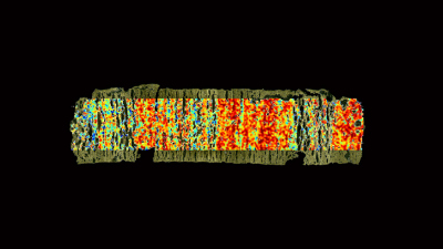 Ein Beispiel für die Massenspektrometrie-Bildgebung von Sedimenten. Ein fünf Zentimeter langer Sedimentabschnitt umfasst hier den Zeitraum von etwa 175 Jahren Sedimentablagerung. Die Wärmekarte zeigt die räumliche Verteilung eines Proxys für die Rekonstru