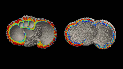 Internal structure of planktonic foraminiferal shell obtained by an X-ray Micro-Computer-Tomography. It shows the preserved shell (left) and dissolved shell (right). The heat map indicates the spatial distribution of density and porosity in the shell. Red