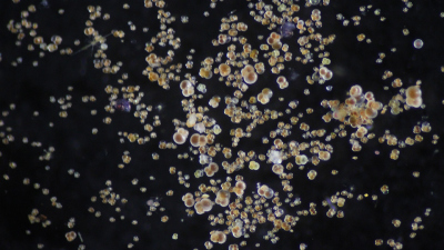 Foraminiferen unter dem Mikroskop, aufgenommen während einer Expedition mit dem Forschungsschiff SONNE. Foto: MARUM - Zentrum für Marine Umweltwissenschaften, Universität Bremen