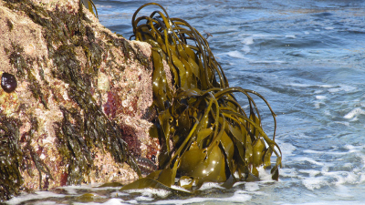 Brown algae are particularly widespread on rocky shores in temperate and cold latitudes and there absorb large amounts of carbon dioxide from the air worldwide. Photo: Hagen Buck-Wiese/Max Planck Institute for Marine Microbiology