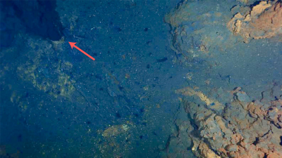 Die hydrothermalen Schlote von Aurora am Gakkel-Rücken in der zentralen Arktis. Ein Schnappschuss eines hydrothermalen Schlots (oben links, gekennzeichnet durch den roten Pfeil) und von Schornsteinen (gelb-orangefarbene Strukturen auf der rechten Seite), aufgenommen vom Unterwasser-Kamerasystem OFOS, der es ermöglichte, die Lage der hydrothermalen Quellen auf der Expedition PS86 zu identifizieren (Quelle: Cruise report).