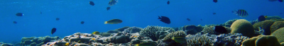 Aqaba coral reef