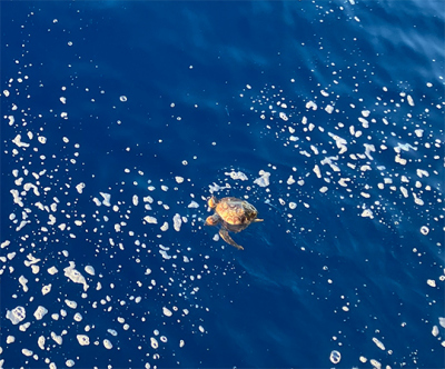 Meeresschildkröte. Foto: K. Zonneveld