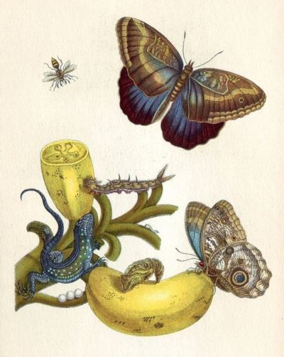 Platte XXIII aus Metamorphosis insectorum Surinamensium, Boccaves-Frucht mit Entwicklungsstadien des Falters „Kleiner Atlas“ und Eidechse Maria Sibylla Merian (1647-1717), Public domain, via Wikimedia Commons