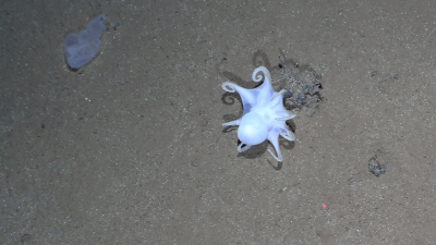A deep sea octopus sits on a manganese nodule (Photo: AWI / OFOS)