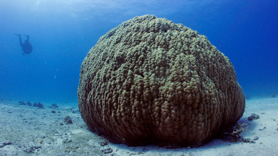 A stone coral in the Red Sea. It is one of the shallow water corals that researchers often use to reconstruct the climatic conditions of more recent times. Photo: Heinz Krimmer
