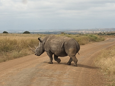 a rhinoceros on an unpaved road