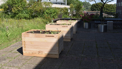 By planting and maintaining the raised beds, students are encouraged to act sustainably. The raised beds are located in the outdoor area of the MARUM UNIschoollab. Photo: MARUM, M. Pätzold