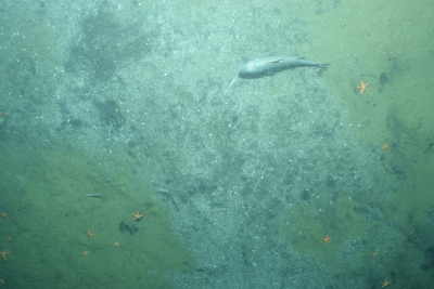 Bacterial mat above methane seep sediments at Astoria Canyon – last picture of video guided multicorer (MUC) before it hit the sea floor (©Ben Freiberg)
