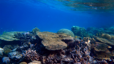 Ein Korallenriff im nördlichen Roten Meer. Foto: MARUM – Zentrum für Marine Umweltwissenschaften, Uni Bremen, T.Felis