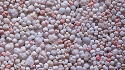 Planktonic foraminifera are microorganisms that live in the uppermost water layers of all oceans. When they die their small calcareous shells sink to the seafloor and remain preserved in the sediments there. The fossil foraminifera document the conditions in the oceans and their study enables a view into the past. Photo: MARUM – Center for Marine Environmental Sciences, University of Bremen; M. Kucera