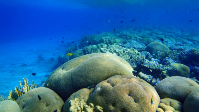 Korallenriffe sind wichtige Lebensräume im Meer. Foto: MARUM – Zentrum für Marine Umweltwissenschaften, Universität Bremen, T.Felis
