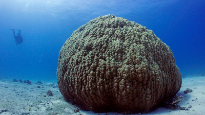 A stony coral in the Red Sea. Photo: Heinz Kimmer 