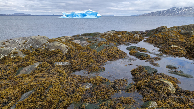 Fucus vesiculosus (bladderwrack) and F. distichus subsp. evanescens in the intertidal zone of Nuuk, Greenland in summer 2023. Photo: Nora Diehl, Universität Bremen