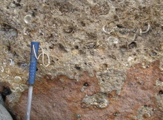 Mollusc rudstone on erosional unconformity (Santa Maria, Azores, Portugal)
