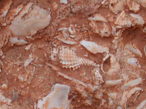 Mollusc rudstone (Pleistocene, Rhodes, Greece)