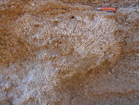 Coral colony (Cladocora caespitosa, Pleistocene, Rhodes, Greece)