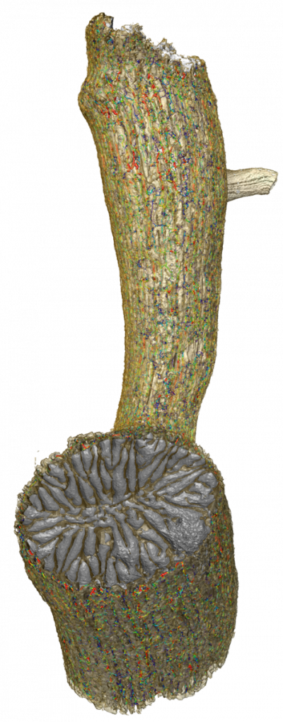 Visualisation of the intrapore system of  Dendrophyllia cornigera
