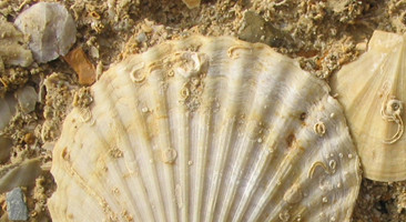 Pectinid shell rudstone from Rhodes, Greece