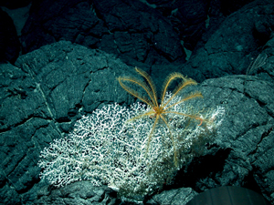 Kissen-Basalt am Meeresboden (von Korallen bewachsen)