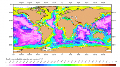 This graphic shows that on the continental shelfs inshore the sulfate reduction rates are highest (from yellow to red in the in the scale), whereas the rates in the open ocean are much lower (purple). The dots showing the sampling sites. Graphic: M. Bowle