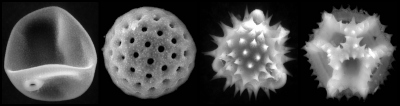 Pollen - scanning electron microscope
