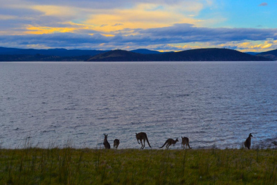 Sunset on Maria Island with kangaroos and wallabies (Photo: Sandra Curin Osorio)