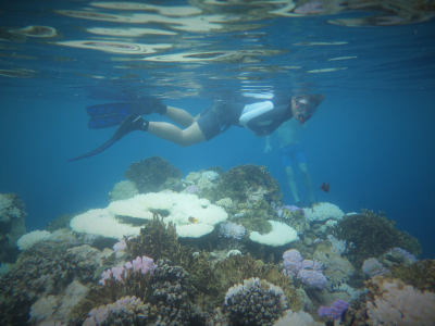 Nils Rädecker, PhD student in the Reef Genomics Lab, checking out an offshore coral reef flat covered in bleached (white) and dead (brownish) corals