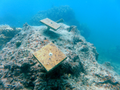 Coral recruitment tiles were left at four of our sites from October 2015 until January 2016, when they were collected, bleached and assessed under a microscope